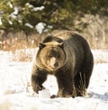 GRIZZLY BEAR IN SAGEBRUSH MEADOW STOCK IMAGE Royalty Free Stock Photo