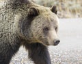 GRIZZLY BEAR IN SAGEBRUSH MEADOW STOCK IMAGE Royalty Free Stock Photo