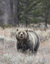 GRIZZLY BEAR IN SAGEBRUSH MEADOW STOCK IMAGE Royalty Free Stock Photo