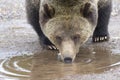 GRIZZLY BEAR IN SAGEBRUSH MEADOW STOCK IMAGE Royalty Free Stock Photo