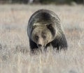 GRIZZLY BEAR IN SAGEBRUSH MEADOW STOCK IMAGE Royalty Free Stock Photo