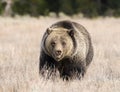 GRIZZLY BEAR IN SAGEBRUSH MEADOW STOCK IMAGE Royalty Free Stock Photo