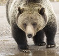 GRIZZLY BEAR IN SAGEBRUSH MEADOW STOCK IMAGE Royalty Free Stock Photo