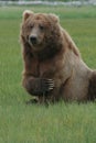 Grizzly bear scratching foreleg with his long claws.