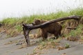 Grizzly Bear Scratching His Neck on a Tree