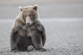 Grizzly bear scratching its cheek.