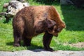 Grizzly bear scratching its head