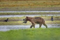 Grizzly bear searches for salmon in Pack Creek