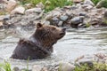 Grizzly Bear Shake Royalty Free Stock Photo