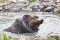 Grizzly Bear Shake Royalty Free Stock Photo