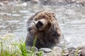 Grizzly Bear Shake Royalty Free Stock Photo