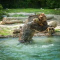 grizzly bear shakes water after a swim in the lake