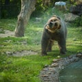 grizzly bear shakes water after a swim in the lake