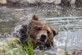 Grizzly Bear Shaking in a Pond Royalty Free Stock Photo