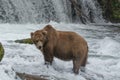 A Grizzly bear in the shallow waters at the base of a waterfall catches salmon Royalty Free Stock Photo