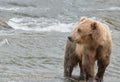 A Grizzly bear in the shallow waters at the base of a waterfall catching salmon Royalty Free Stock Photo