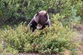 A grizzly bear sitting and eating berries off a bush Royalty Free Stock Photo