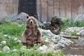 Grizzly Bear Sitting Up