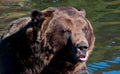 Grizzly bear sitting in water Royalty Free Stock Photo