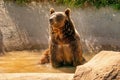 Grizzly Bear sitting on a water looking at other bears during September 2024. Royalty Free Stock Photo