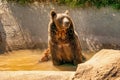 Grizzly Bear sitting on a water looking at other bears during September 2024. Royalty Free Stock Photo