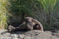 a deep sleeping grizzly bear on the coast of katmai