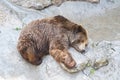 Grizzly bear sleeping in Zoo