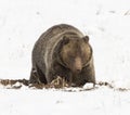 GRIZZLY BEAR IN SNOW STOCK IMAGE Royalty Free Stock Photo