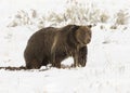 GRIZZLY BEAR IN SNOW STOCK IMAGE Royalty Free Stock Photo