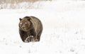 GRIZZLY BEAR IN SNOW STOCK IMAGE Royalty Free Stock Photo