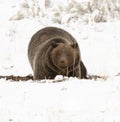 GRIZZLY BEAR IN SNOW STOCK IMAGE Royalty Free Stock Photo