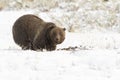 GRIZZLY BEAR IN SNOW STOCK IMAGE Royalty Free Stock Photo