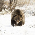 GRIZZLY BEAR IN SNOW STOCK IMAGE Royalty Free Stock Photo