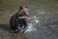 Grizzly bear with sockeye salmon