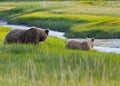 Grizzly bear sow and cub along stream