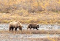 Grizzly Bear Sow and Cub in Autumn in Alaska Royalty Free Stock Photo