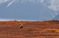 Grizzly Bear Sow and Cub in Autumn in Alaska Royalty Free Stock Photo