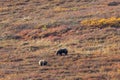 Grizzly Bear Sow and Cub in Fall Royalty Free Stock Photo