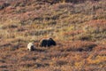 Grizzly Bear Sow and Cub Royalty Free Stock Photo