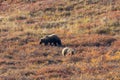 Grizzly Bear Sow and Cub in Alaska Royalty Free Stock Photo