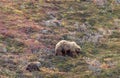 Grizzly Bear Sow and Cub in Autumn Royalty Free Stock Photo