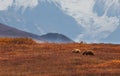 Grizzly Bear Sow and Cub in Denali N.P. in Autumn Royalty Free Stock Photo