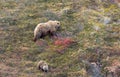 Grizzly Bear Sow and Cub Royalty Free Stock Photo