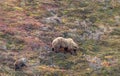 Grizzly Bear Sow and Cub in Autumn Royalty Free Stock Photo