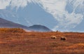 Grizzly Bear Sow and Cub in Autumn in Alaska Royalty Free Stock Photo