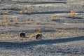 Grizzly Bear Sow and Cub in Autumn in Alaska Royalty Free Stock Photo