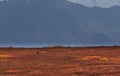 Grizzly Bear Sow and Cub Royalty Free Stock Photo