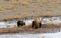 Grizzly Bear Sow and Cub Royalty Free Stock Photo