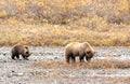 Grizzly Bear Sow and Cub Royalty Free Stock Photo