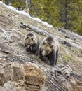 Grizzly bear sow and cub on hillside Royalty Free Stock Photo